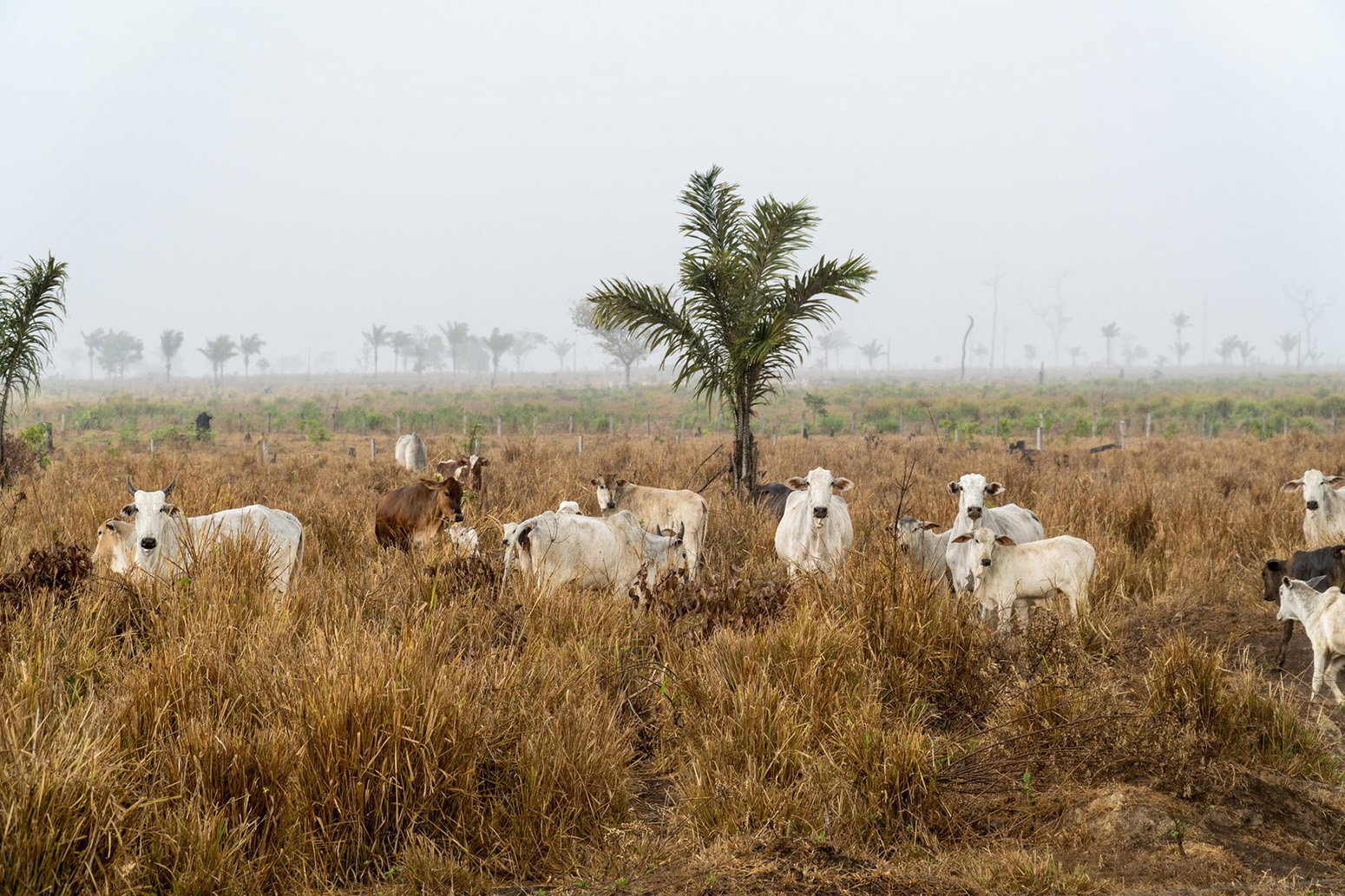 Cattle in farm pasture in the Amazon rainforest, with smoke from deforestation in the background