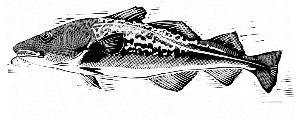 Illustration of arctic cod