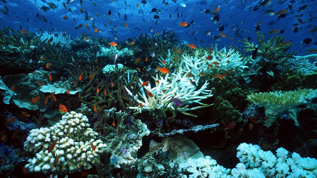 coral bleaching