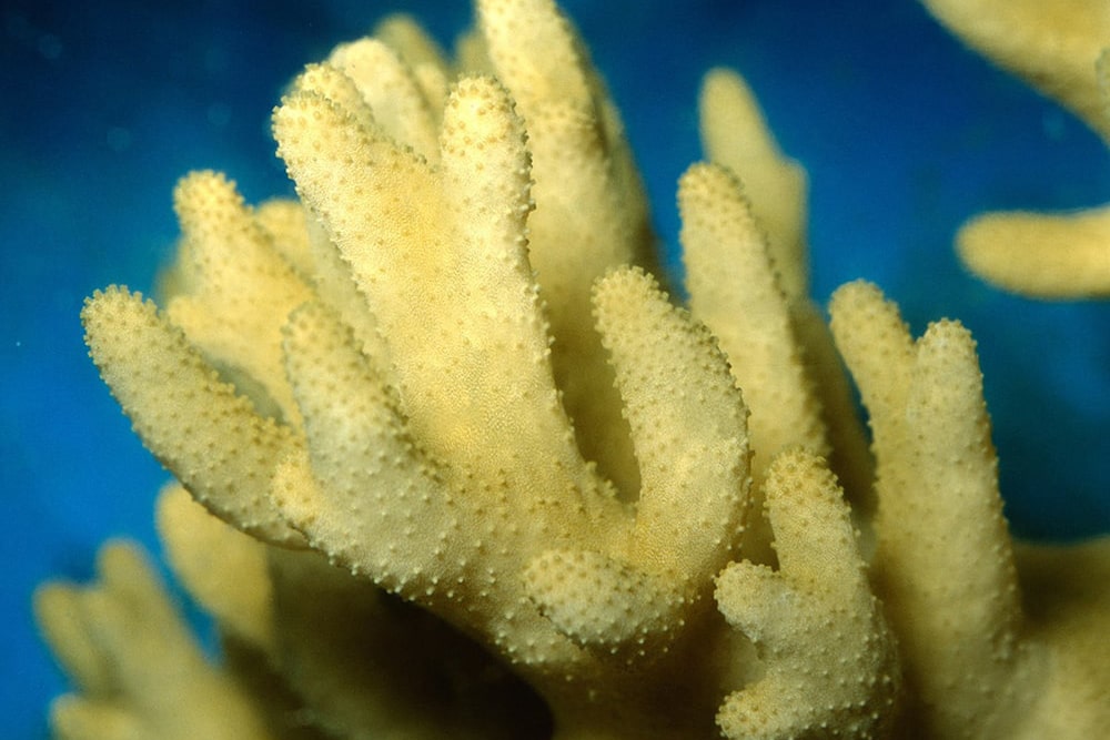 Devil's hand coral