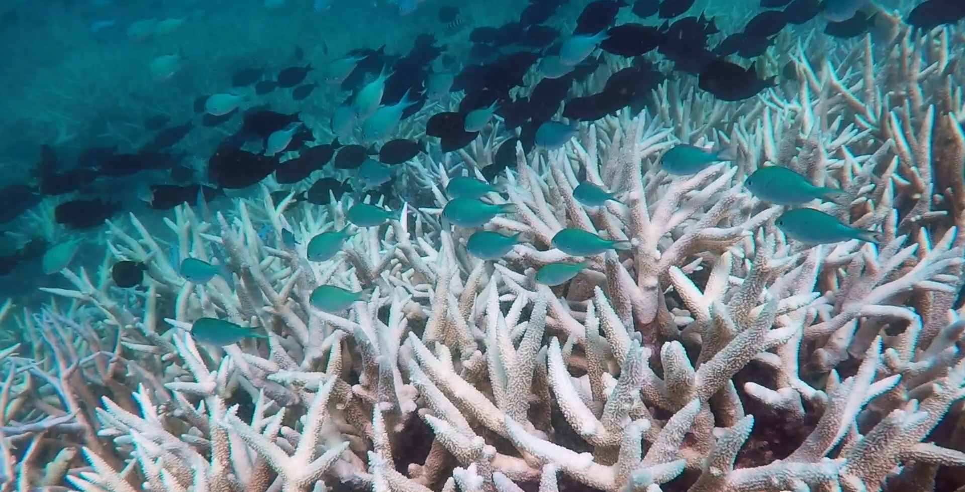 Natural Underwater Springs Show How Coral Reefs Respond to Ocean  Acidification