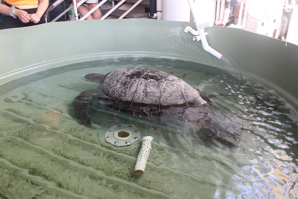 A patient of the Turtle Hospital at the Reef HQ Aquarium in Townsville, Queensland.