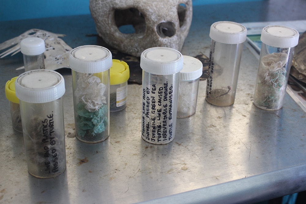 Vials containing plastics and fishing line fragments extracted from the stomachs of turtles at the hospital.