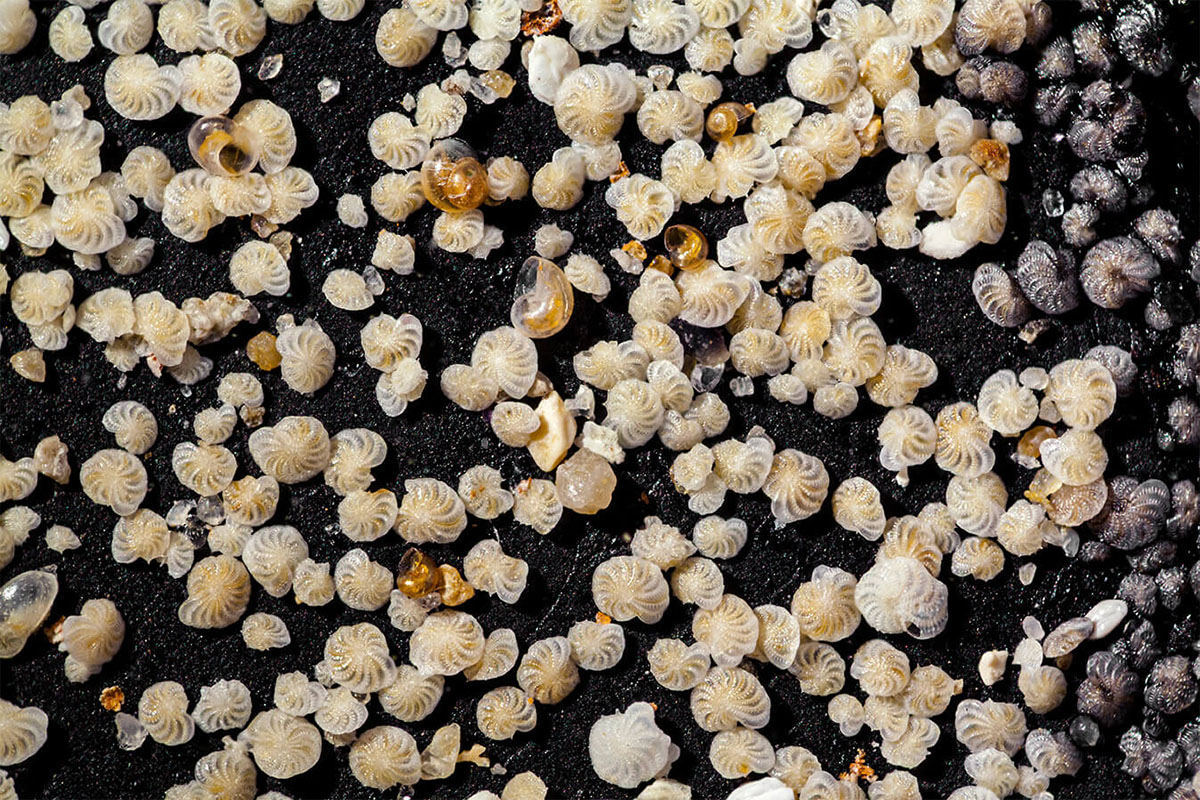 Foraminifera. Credit: Scenics & Science / Alamy Stock Photo.