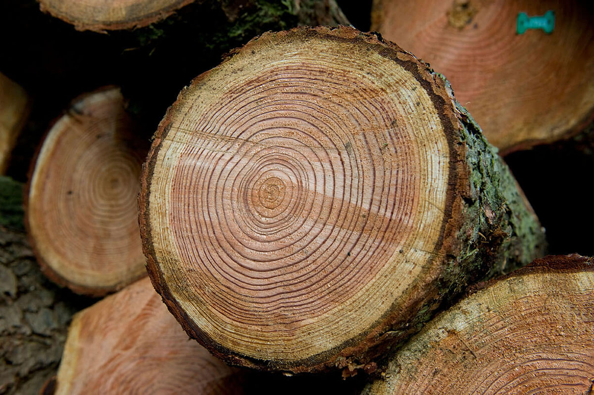 Tree rings. Credit: Chris Pearsall / Alamy Stock Photo.