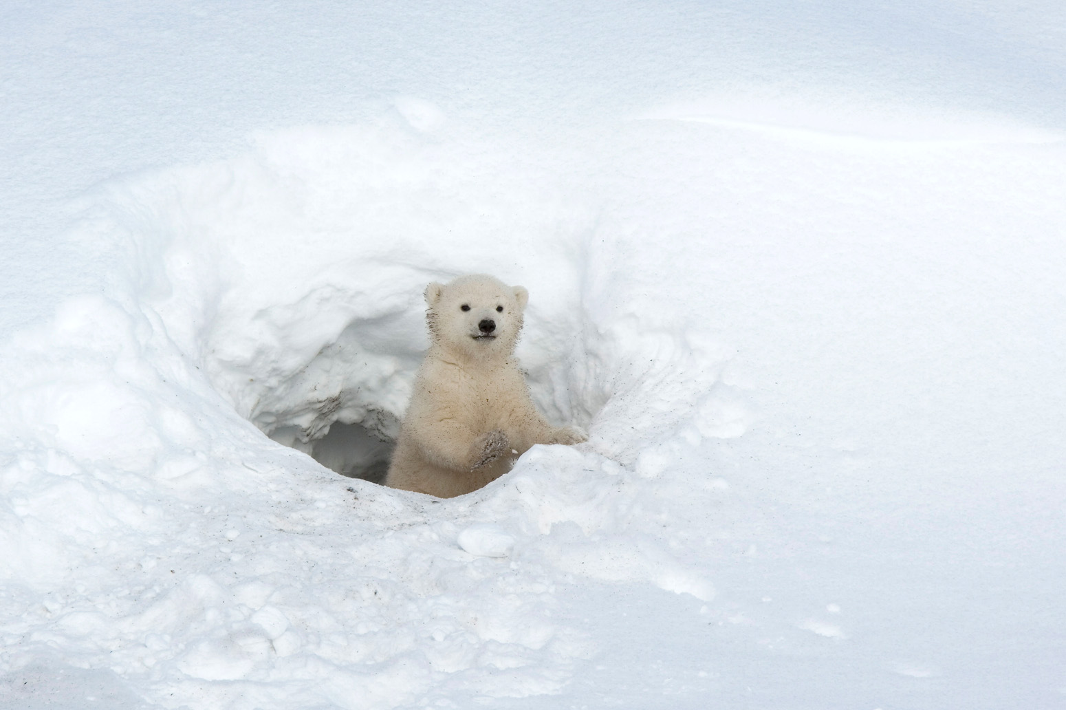 a baby polar bear, very cute