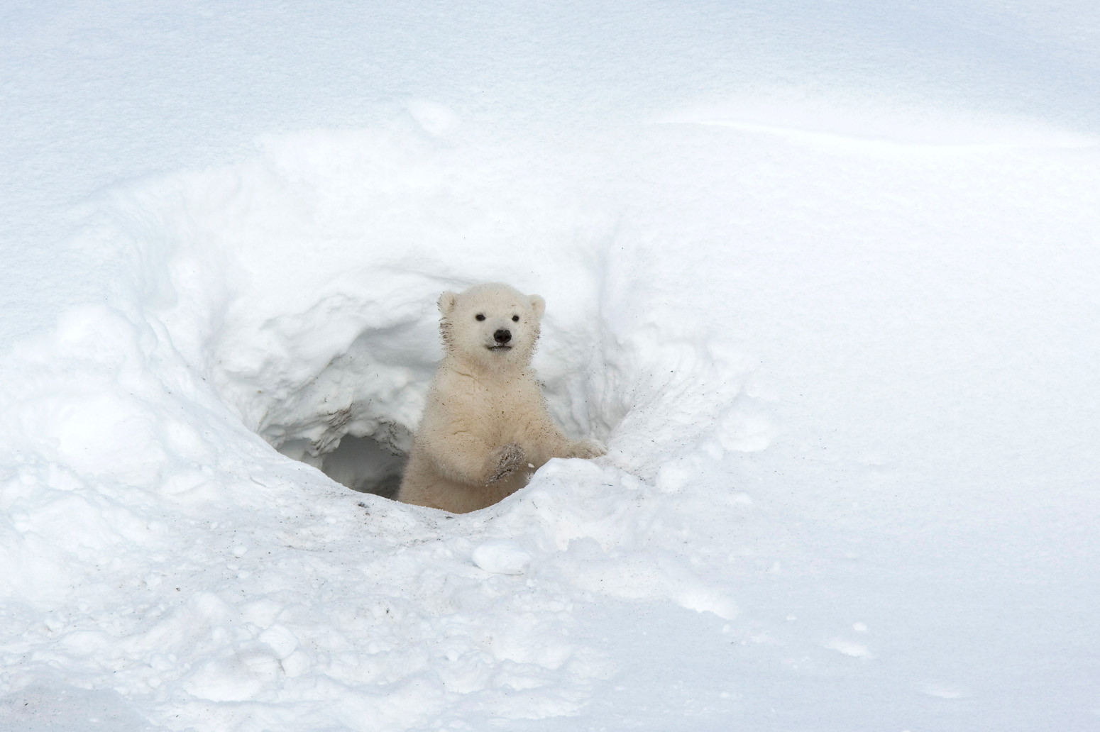 Separating fact from fiction: polar bears and climate change