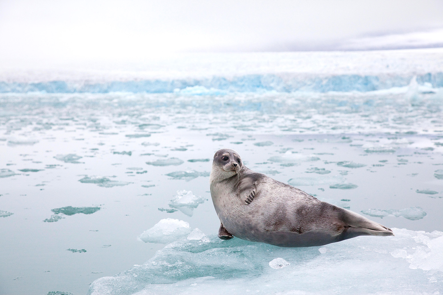A seal lounges on a chunk of ice