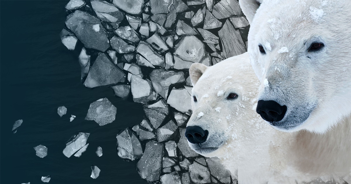 III. Rising Temperatures and Melting Sea Ice: The Impact on Polar Bear Habitats
