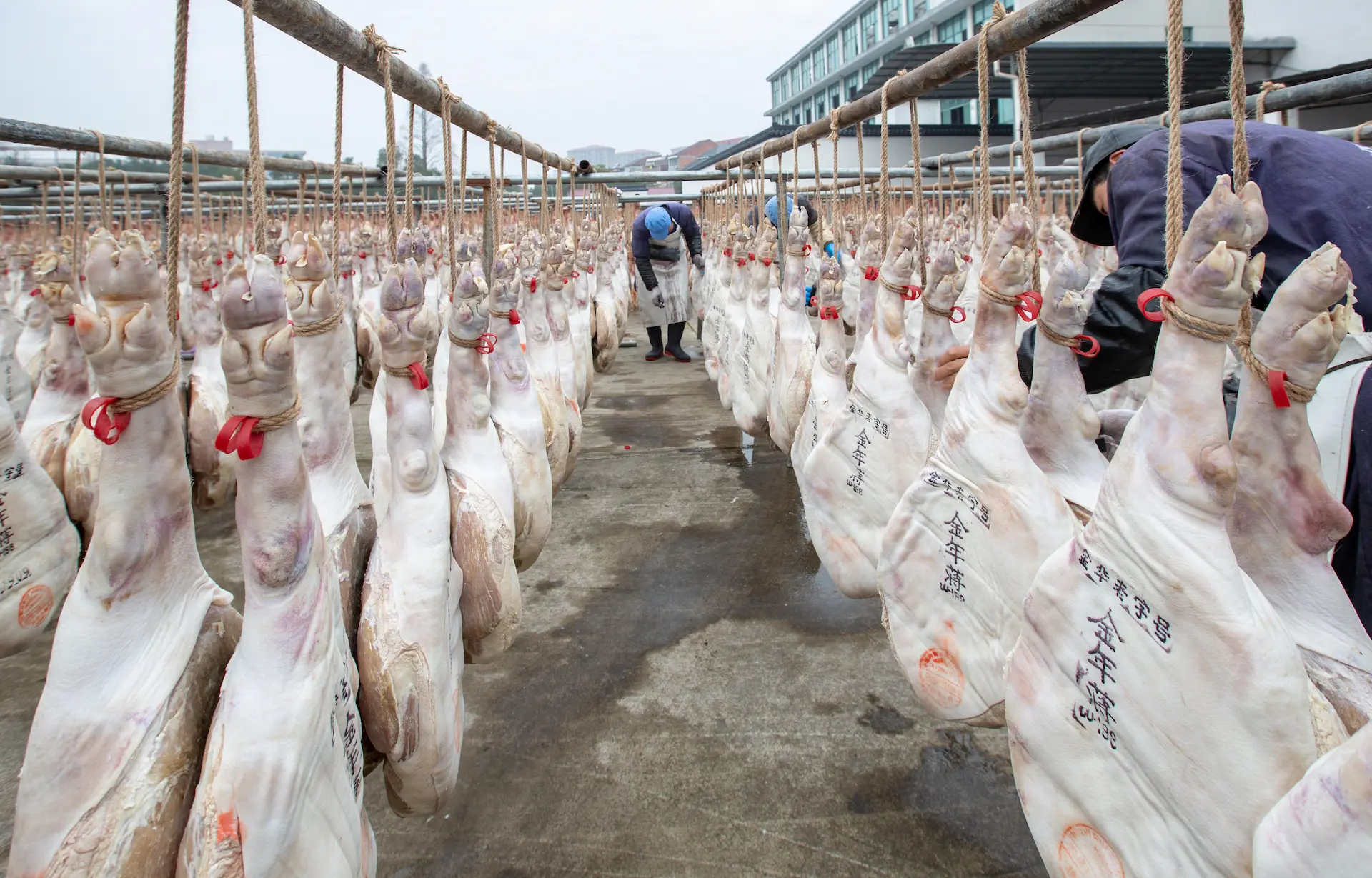 Traditional hams being aired at a factory in Jinhua city, east China's Zhejiang province