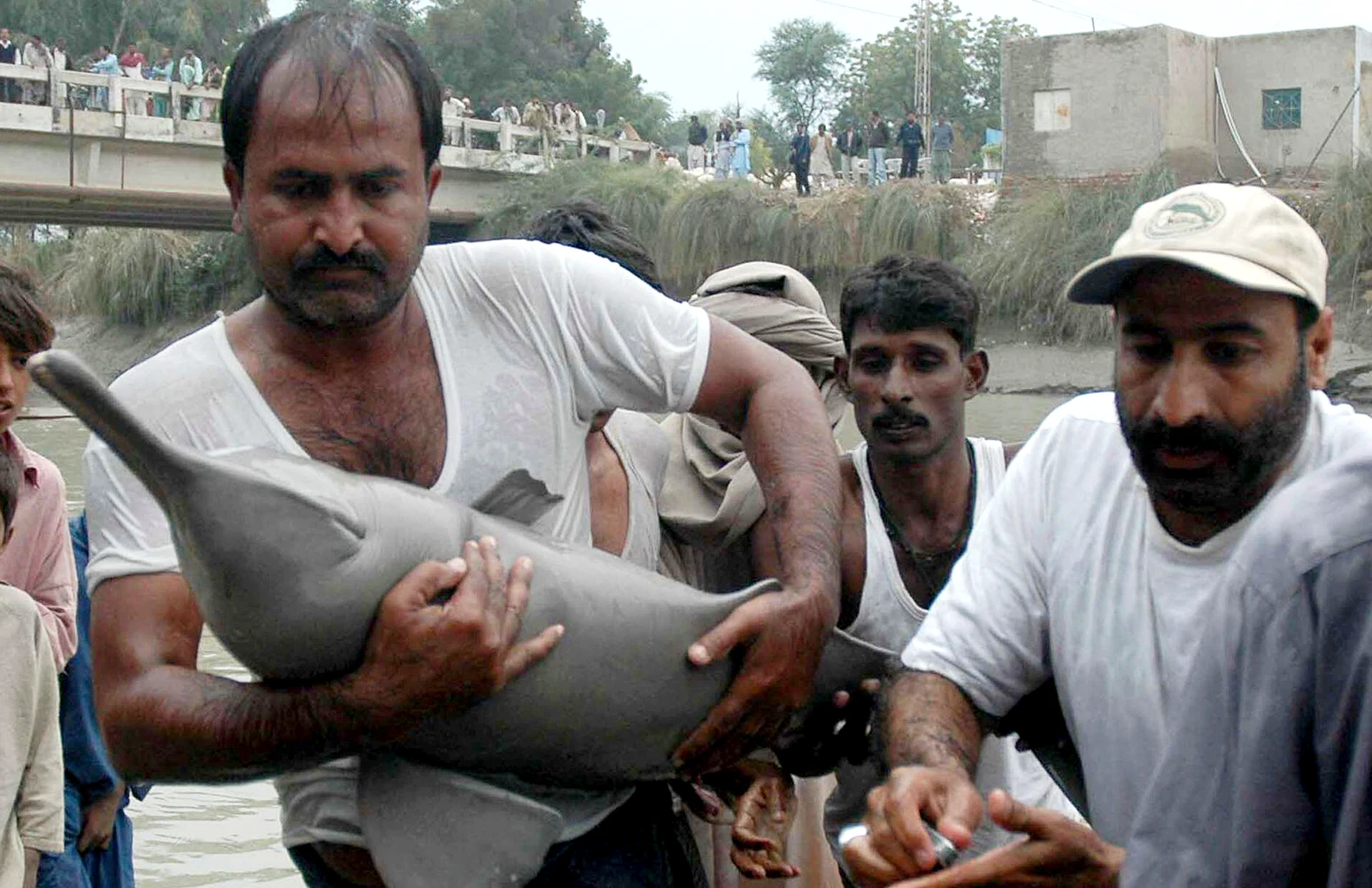 Volunteers rescue a dolphin stuck in a canal off the Indus river, near Karachi, Pakistan.