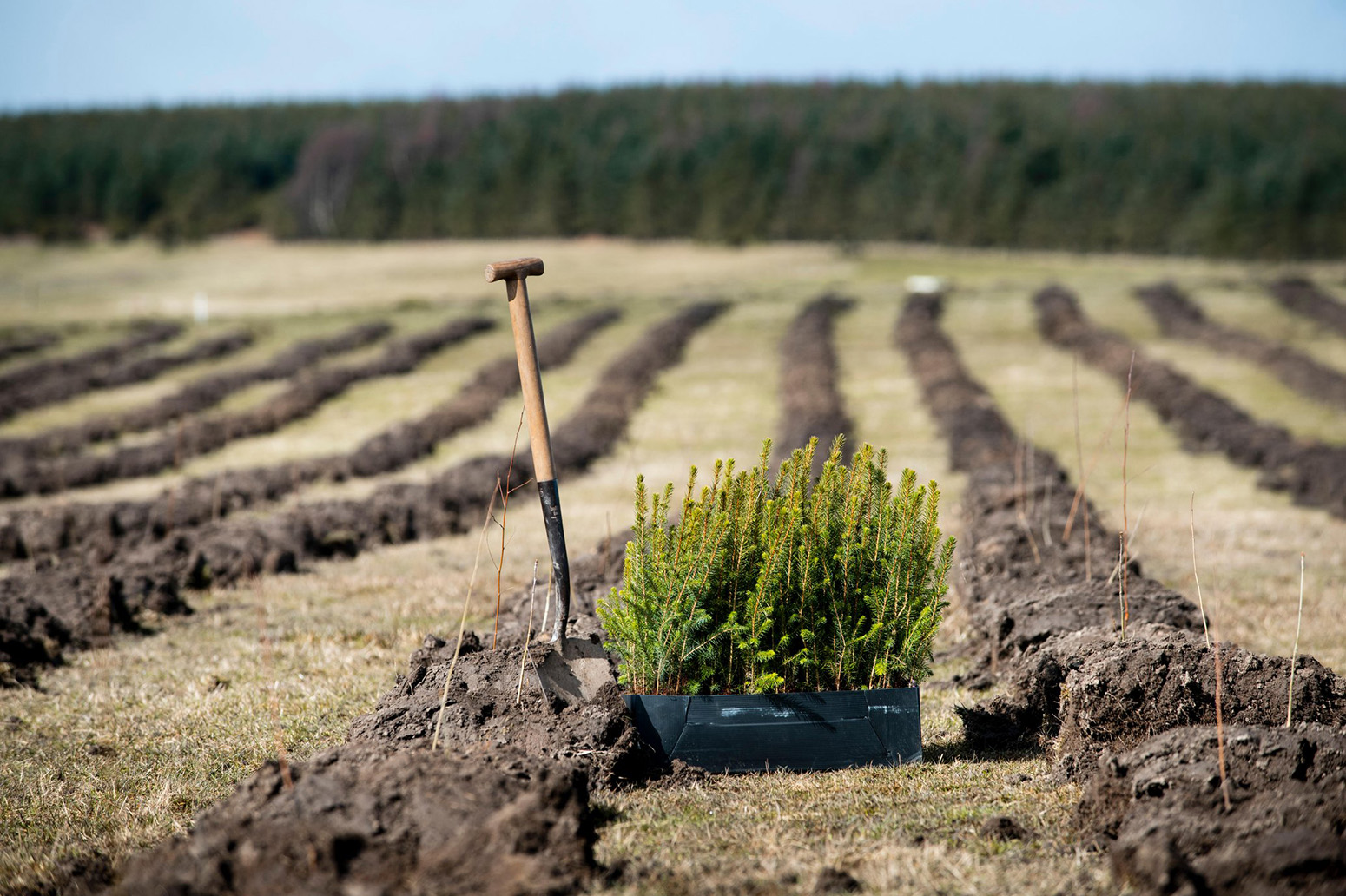 The first trees being planted in England's largest forest for more than 30 years at Doddington North Moor